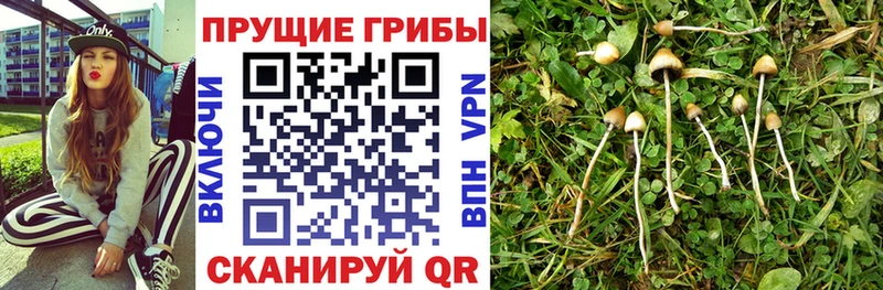 Купить закладки  Дмитровск  Галлюциногенные грибы мухоморы 